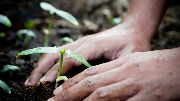 gardening planting soil seed